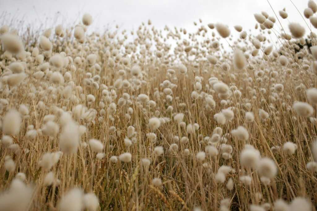 cotton field