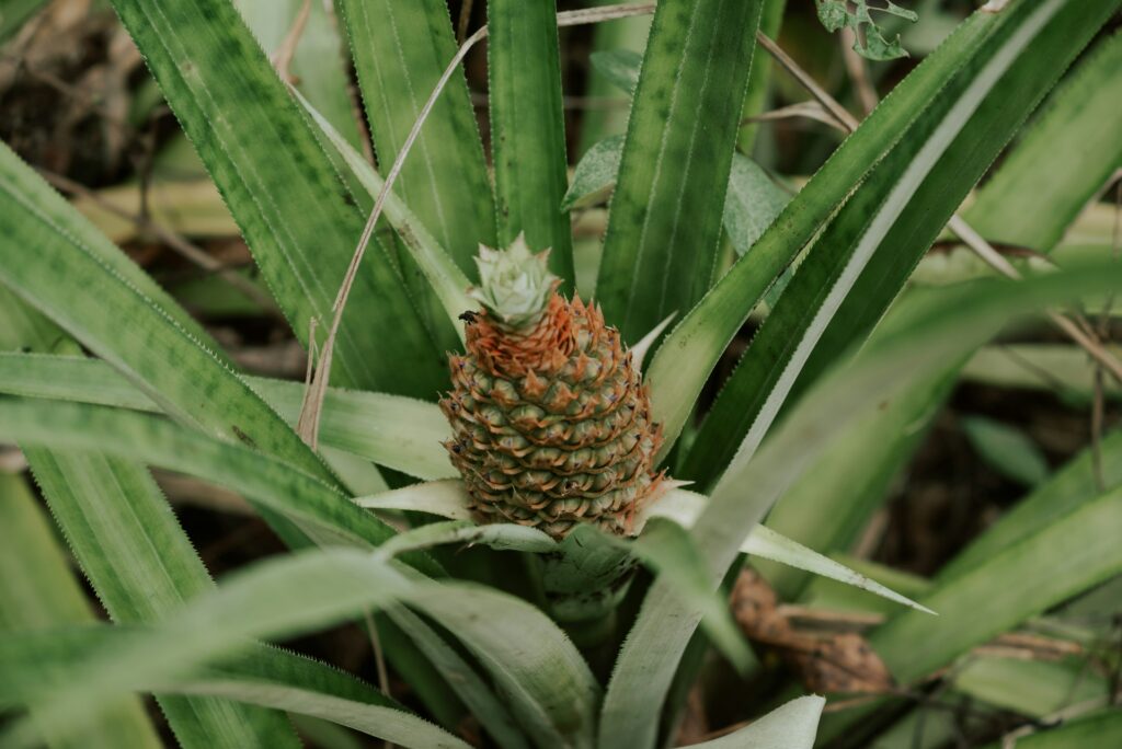 pineapple plant