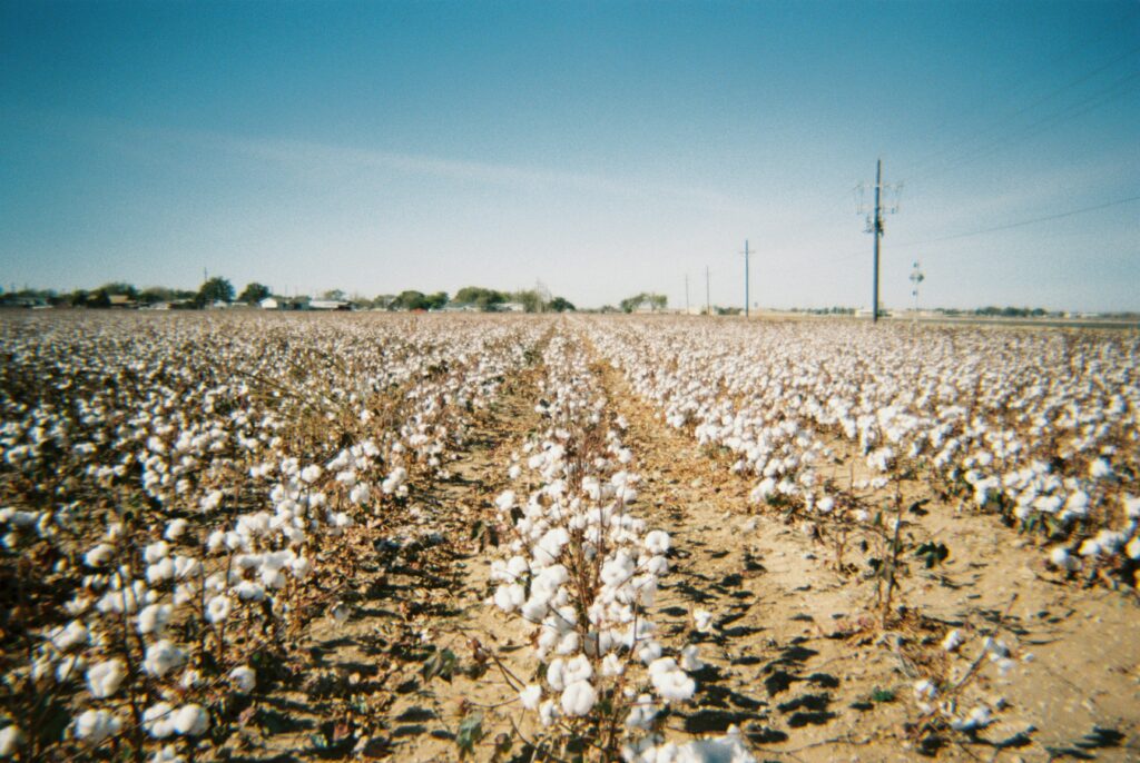 cotton